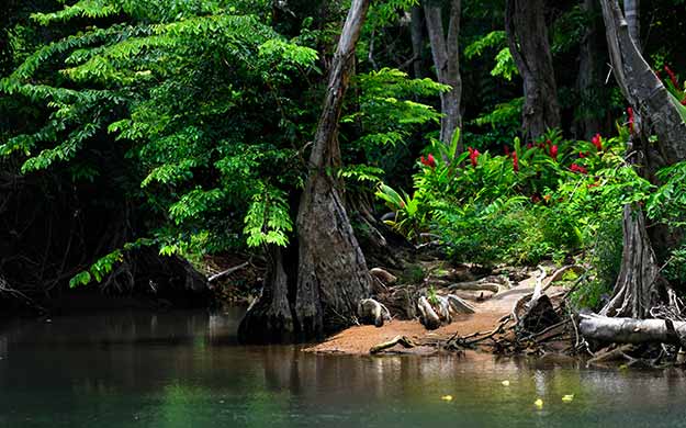 3 guadeloupe dominique excursion riviere indienne