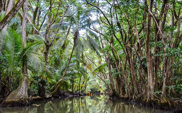 4 guadeloupe dominique croisiere excursion rivere indienne