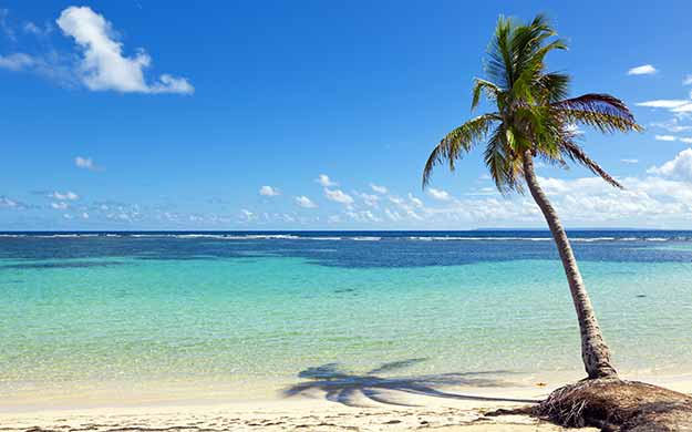 8 guadeloupe palmier sur la plage escale en croisiere