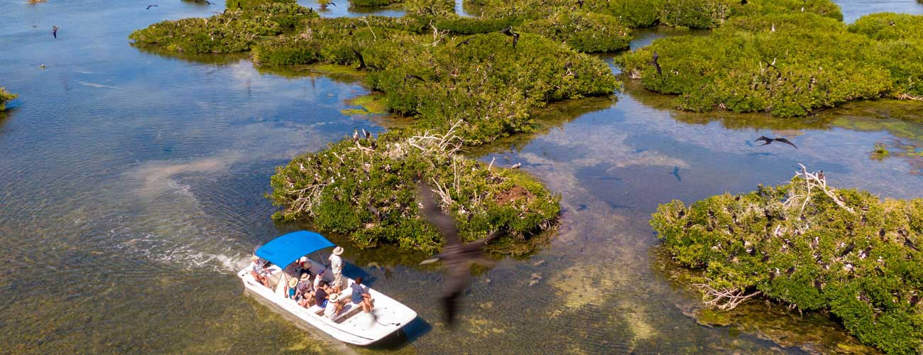 barbuda colonie de fregates superbes dans la mangrove